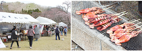 大野ダム桜祭り
